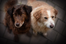 动物 宠物 狗 猫