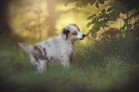 动物 宠物 狗 猫