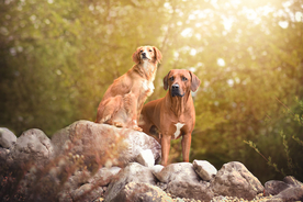动物 宠物 狗 猫