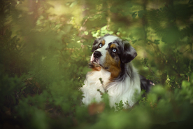 动物 宠物 狗 猫