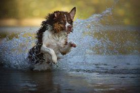动物 宠物 狗 猫
