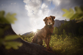 动物 宠物 狗 猫