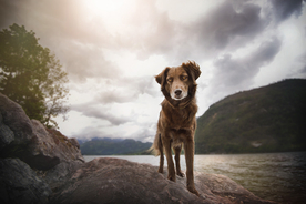 动物 宠物 狗 猫