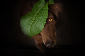 动物 宠物 狗 猫