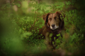 动物 宠物 狗 猫