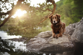 动物 宠物 狗 猫