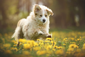 动物 宠物 狗 猫