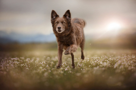 动物 宠物 狗 猫