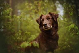 动物 宠物 狗 猫