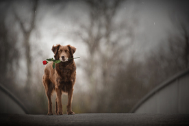 动物 宠物 狗 猫