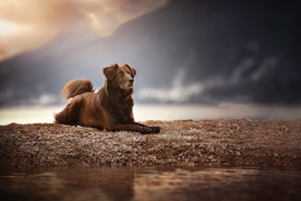 动物 宠物 狗 猫