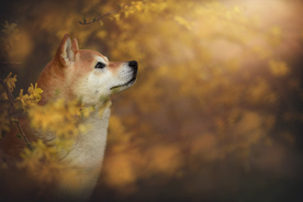 动物 宠物 狗 猫