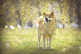 动物 宠物 狗 猫