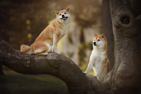 动物 宠物 狗 猫