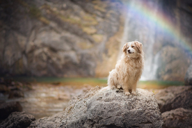 动物 宠物 狗 猫
