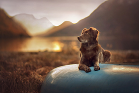 动物 宠物 狗 猫