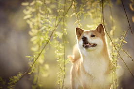 动物 宠物 狗 猫