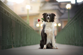 动物 宠物 狗 猫