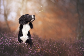 动物 宠物 狗 猫