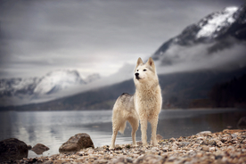 动物 宠物 狗 猫