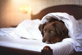 动物 宠物 狗 猫