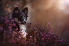 动物 宠物 狗 猫