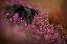 动物 宠物 狗 猫