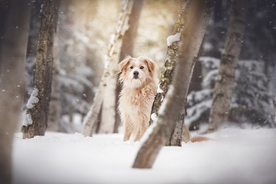 动物 宠物 狗 猫
