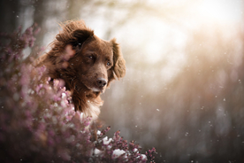 动物 宠物 狗 猫