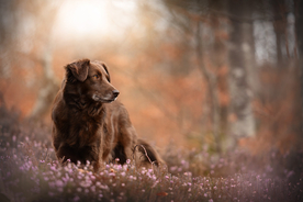 动物 宠物 狗 猫