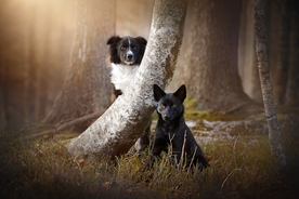 动物 宠物 狗 猫