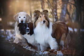 动物 宠物 狗 猫