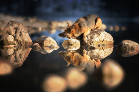 动物 宠物 狗 猫