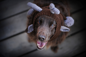 动物 宠物 狗 猫