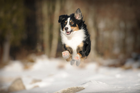 动物 宠物 狗 猫