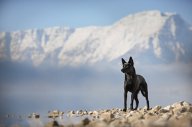 动物 宠物 狗 猫