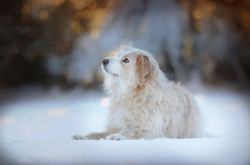 动物 宠物 狗 猫