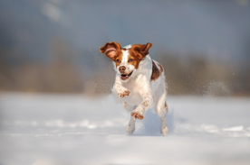 动物 宠物 狗 猫