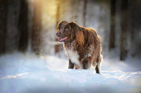 动物 宠物 狗 猫