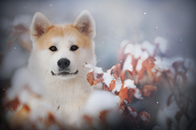动物 宠物 狗 猫