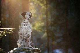 动物 宠物 狗 猫