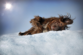 动物 宠物 狗 猫