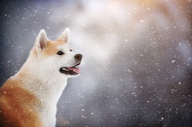 动物 宠物 狗 猫