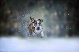 动物 宠物 狗 猫