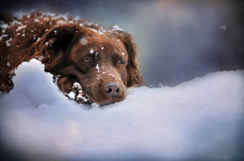 动物 宠物 狗 猫