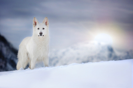动物 宠物 狗 猫