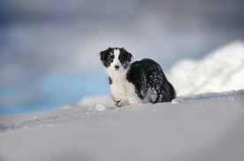 动物 宠物 狗 猫