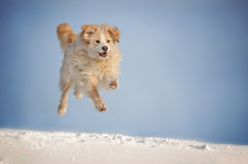 动物 宠物 狗 猫