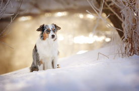 动物 宠物 狗 猫