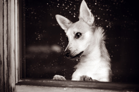 动物 宠物 狗 猫